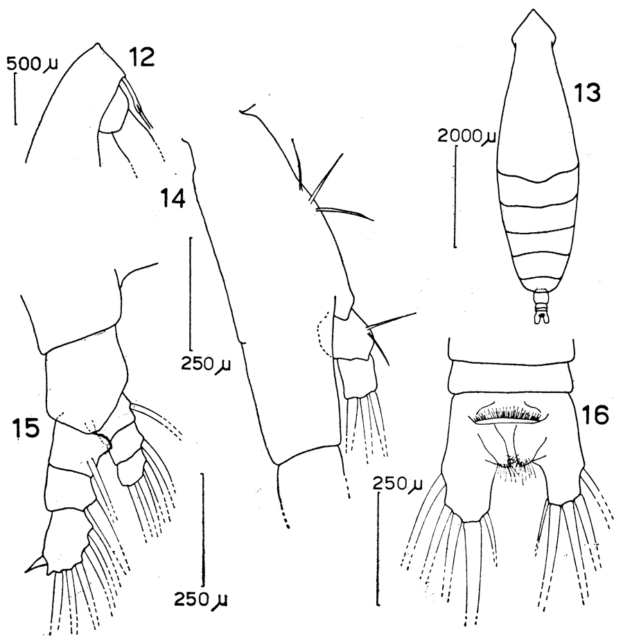 Espce Eucalanus inermis - Planche 5 de figures morphologiques
