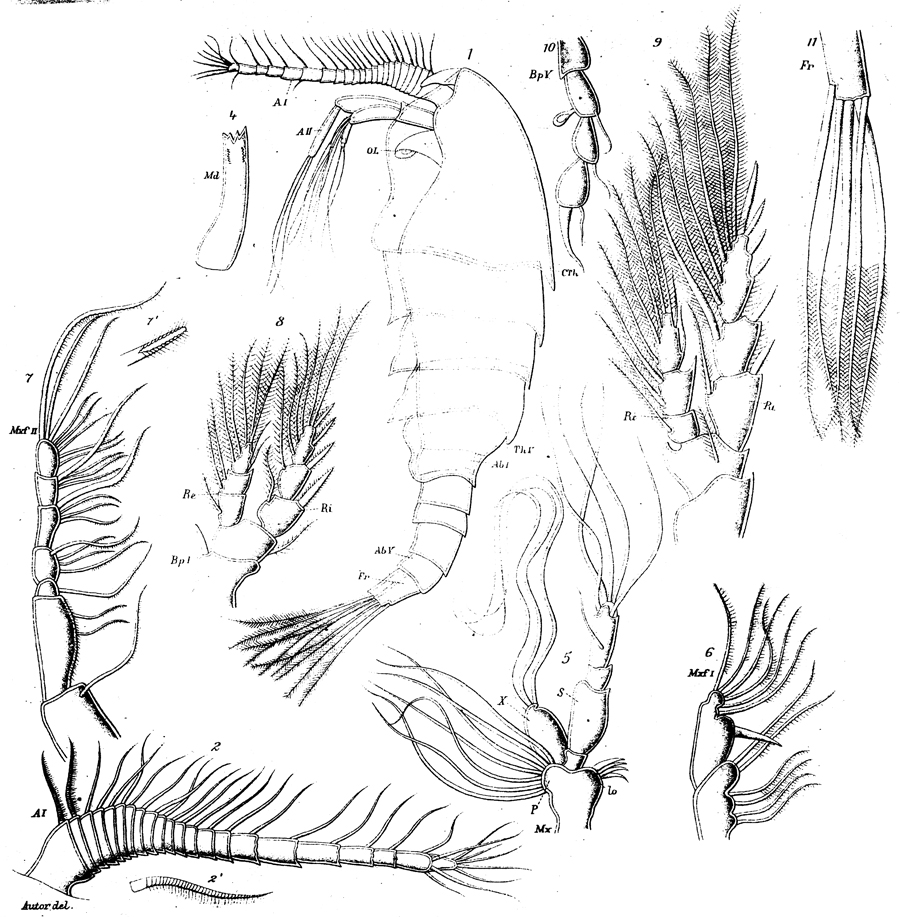 Species Rhapidophorus wilsoni - Plate 1 of morphological figures
