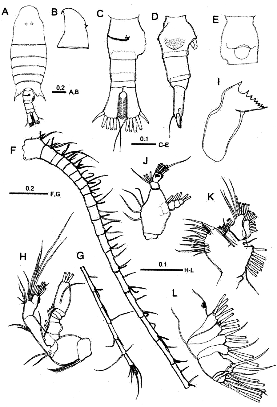 Species Centropages aegypticus - Plate 1 of morphological figures