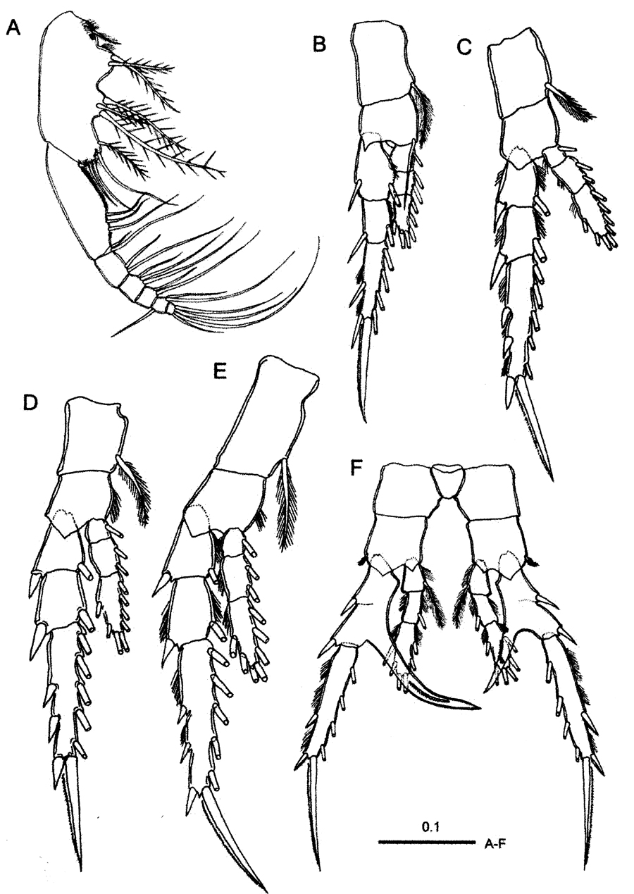 Species Centropages aegypticus - Plate 2 of morphological figures