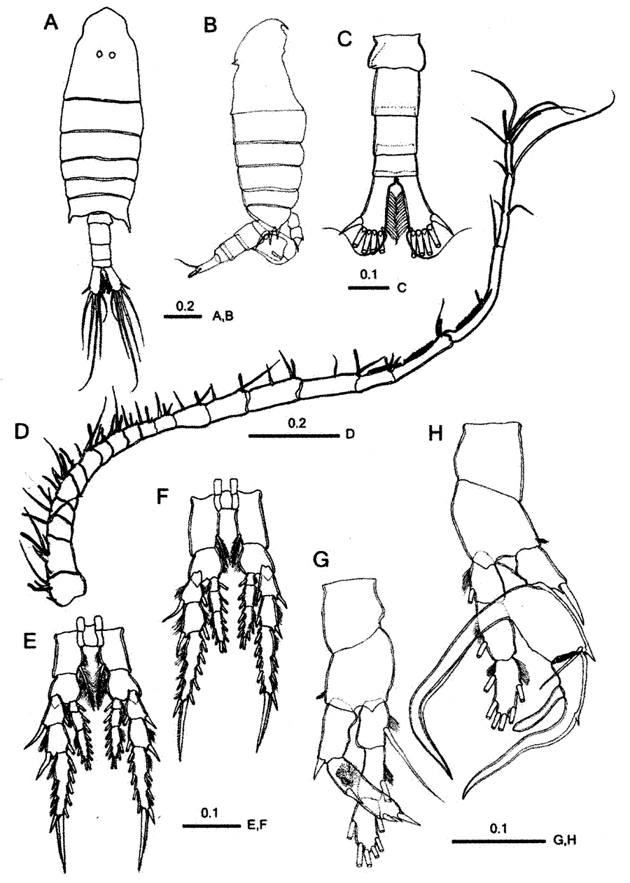 Species Centropages aegypticus - Plate 4 of morphological figures