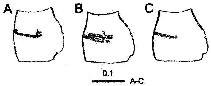 Species Centropages aegypticus - Plate 3 of morphological figures