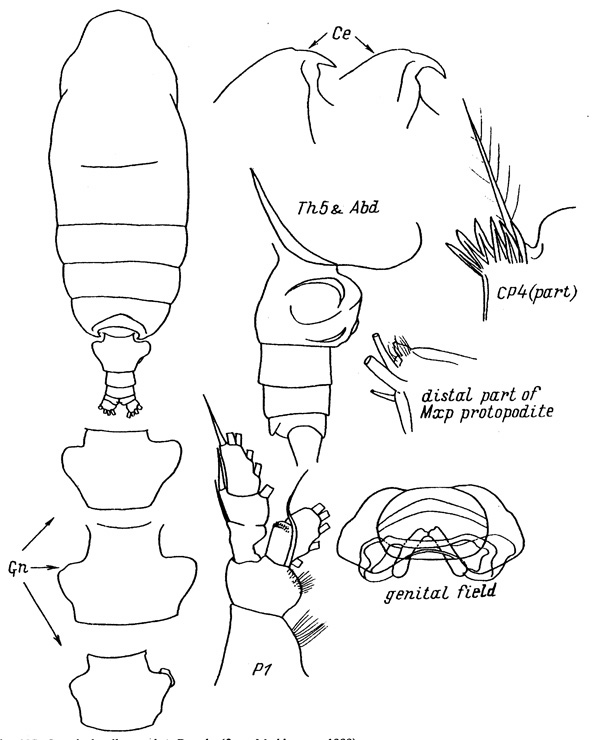 Espce Pseudochirella tanakai - Planche 2 de figures morphologiques