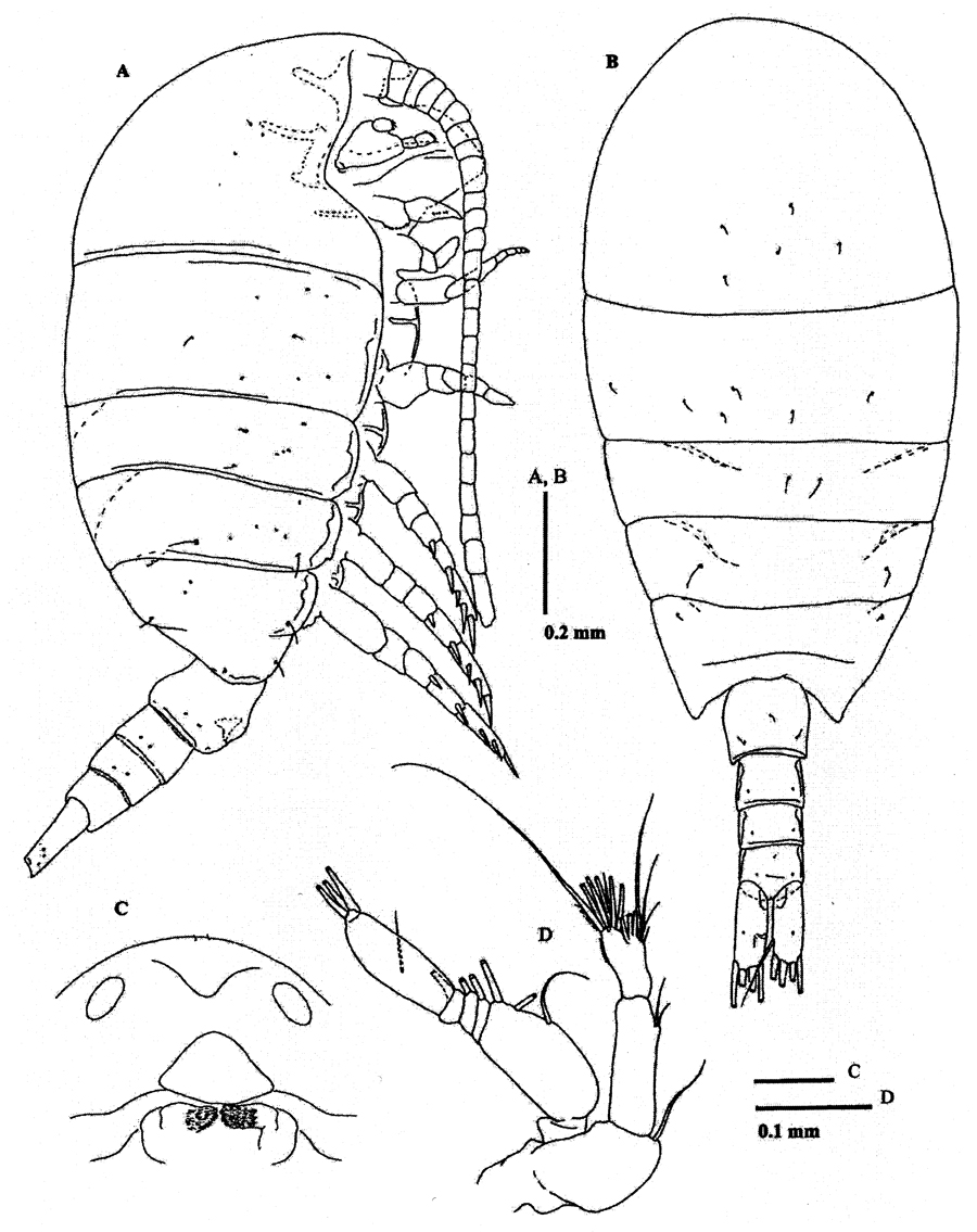 Espce Methanocalanus gabonicus - Planche 1 de figures morphologiques