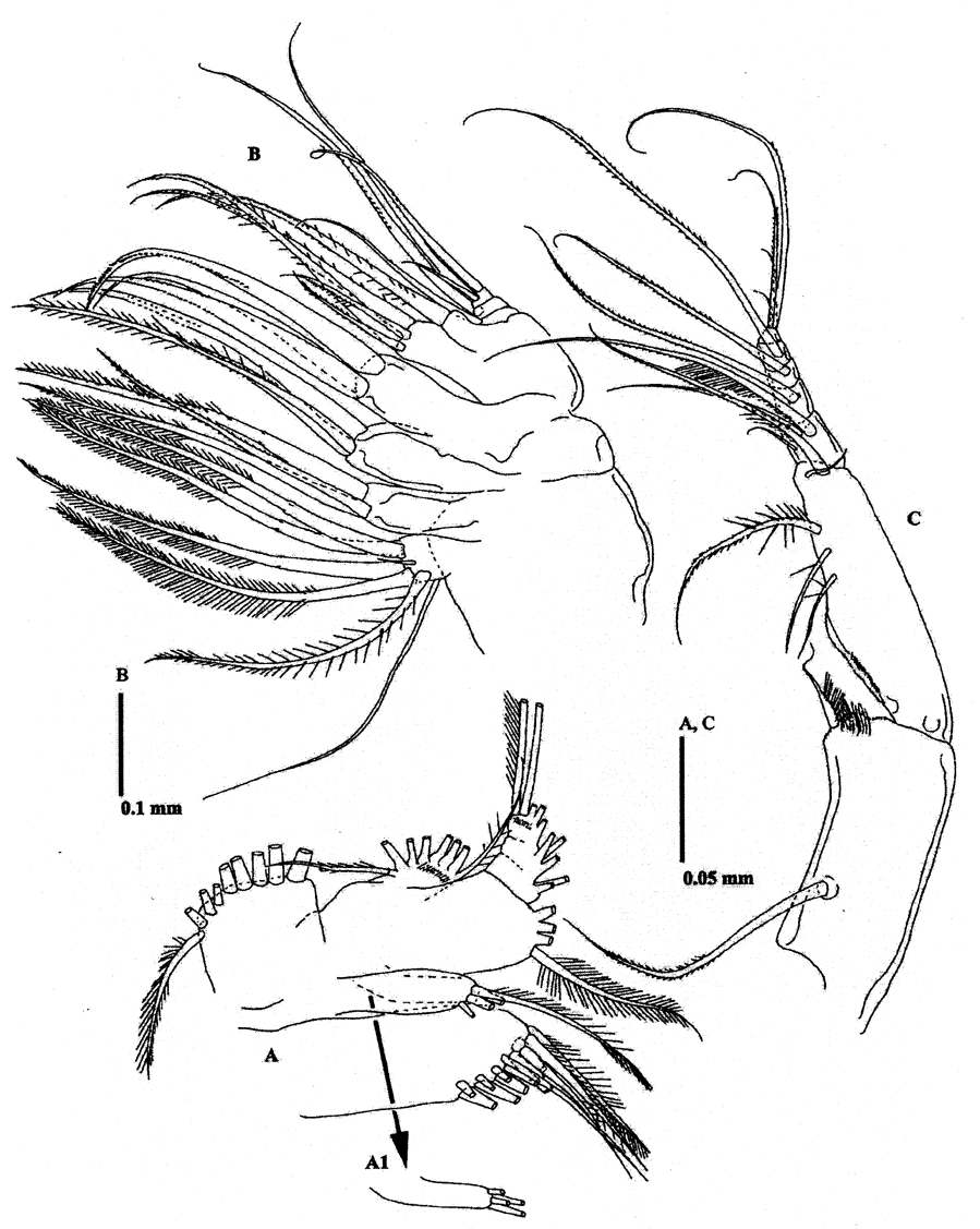 Espce Methanocalanus gabonicus - Planche 4 de figures morphologiques