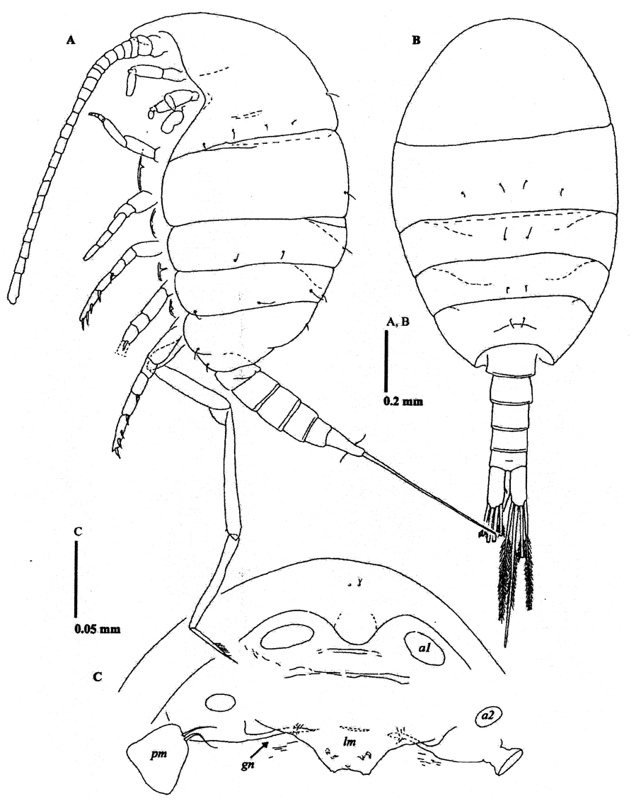 Espce Methanocalanus gabonicus - Planche 8 de figures morphologiques