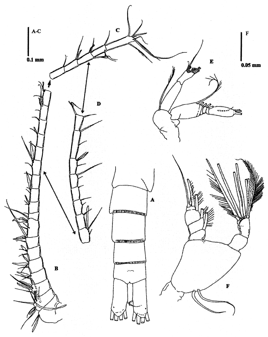 Espce Methanocalanus gabonicus - Planche 9 de figures morphologiques