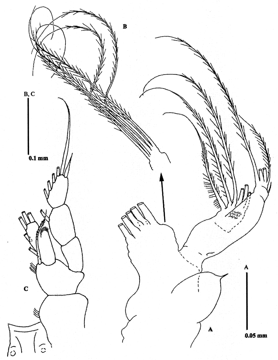 Espce Methanocalanus gabonicus - Planche 10 de figures morphologiques