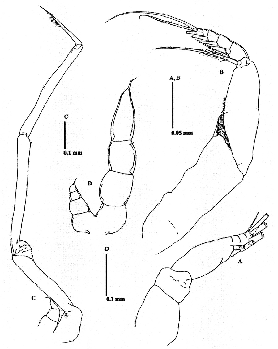 Species Methanocalanus gabonicus - Plate 12 of morphological figures