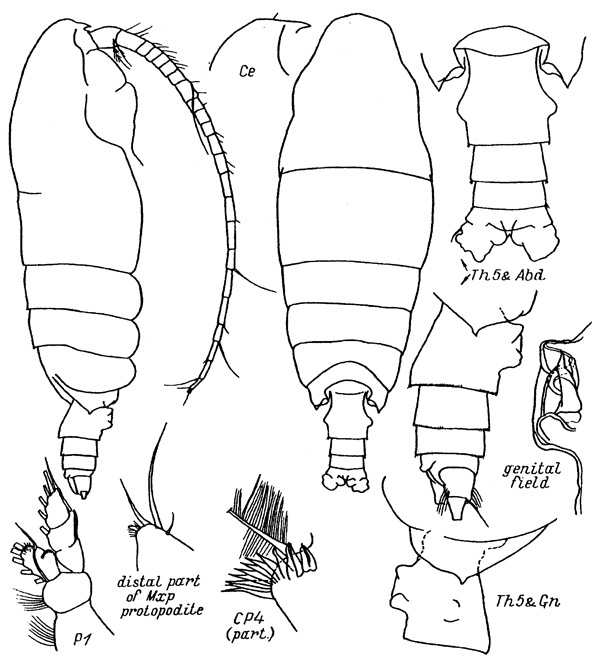Espce Pseudochirella palliata - Planche 1 de figures morphologiques