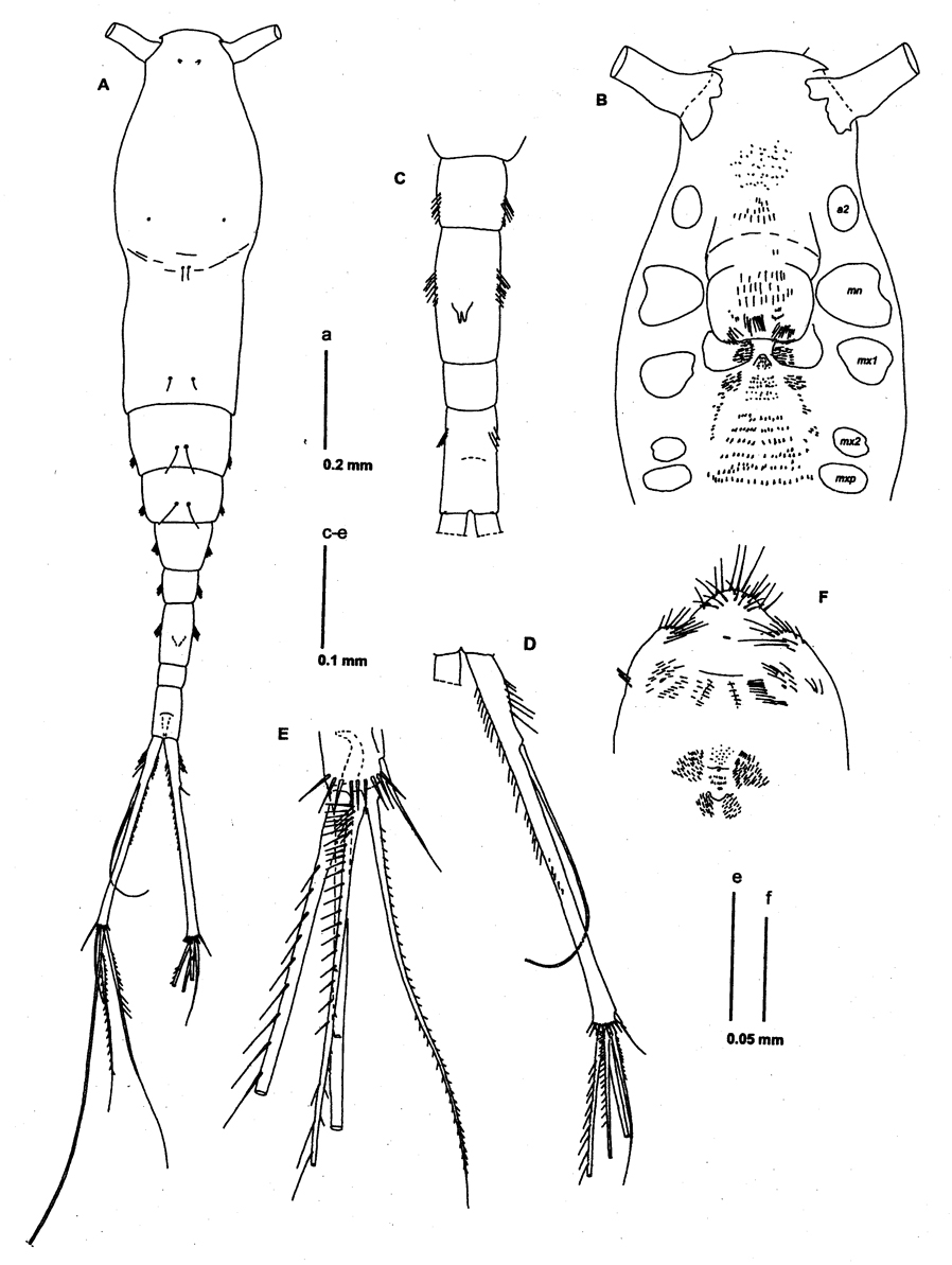 Espce Neomormonilla extremata - Planche 1 de figures morphologiques