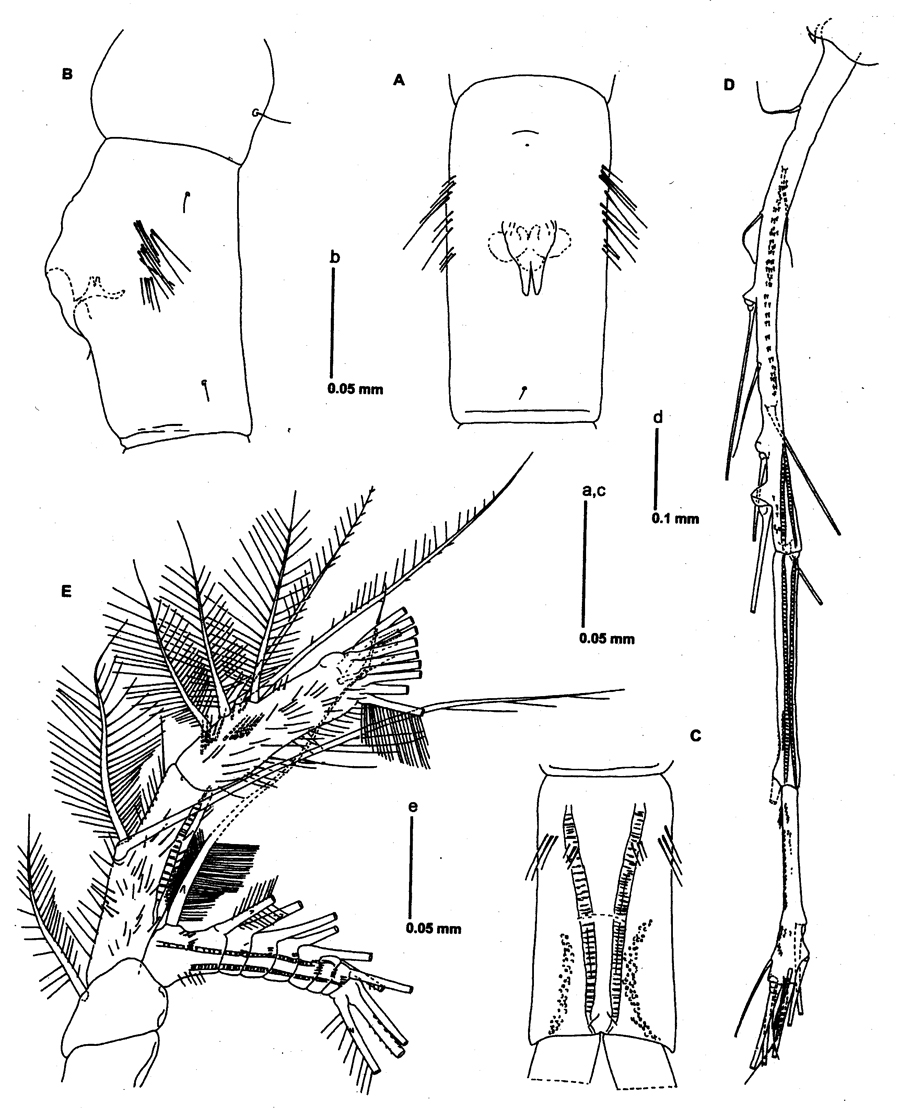 Espce Neomormonilla extremata - Planche 2 de figures morphologiques