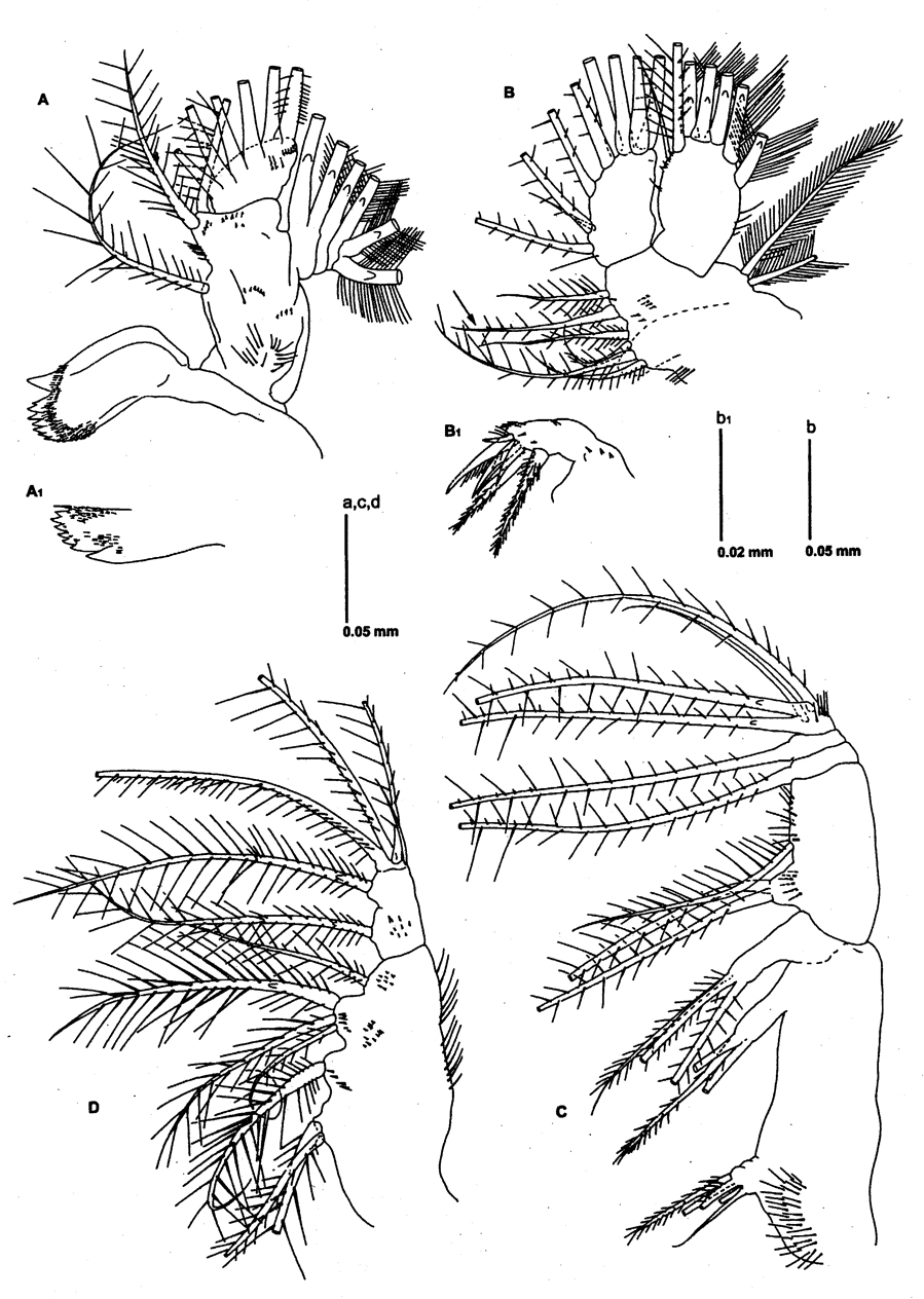 Species Neomormonilla extremata - Plate 3 of morphological figures