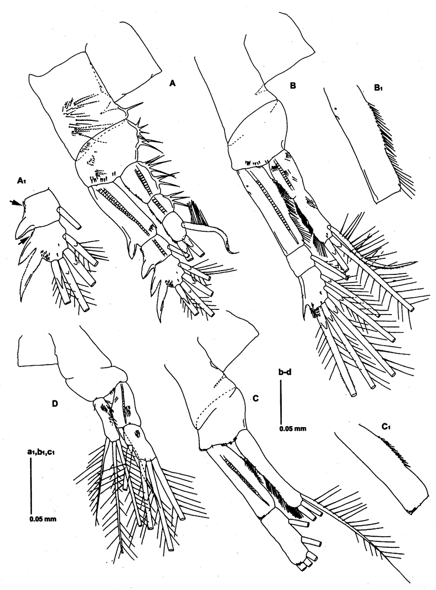 Espce Neomormonilla extremata - Planche 4 de figures morphologiques