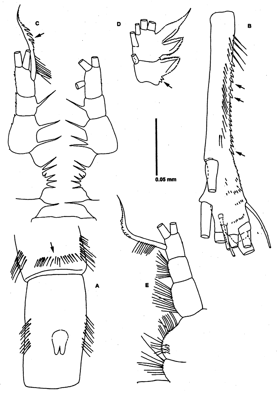 Espce Neomormonilla minor - Planche 3 de figures morphologiques