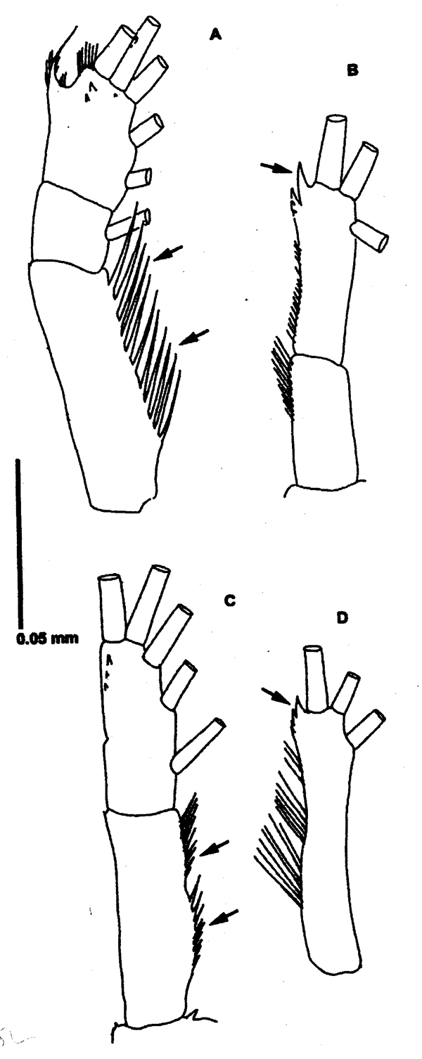 Espce Neomormonilla minor - Planche 4 de figures morphologiques
