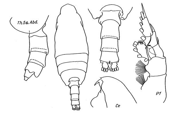 Species Pseudochirella pustulifera - Plate 4 of morphological figures