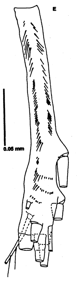 Espce Neomormonilla polaris - Planche 1 de figures morphologiques