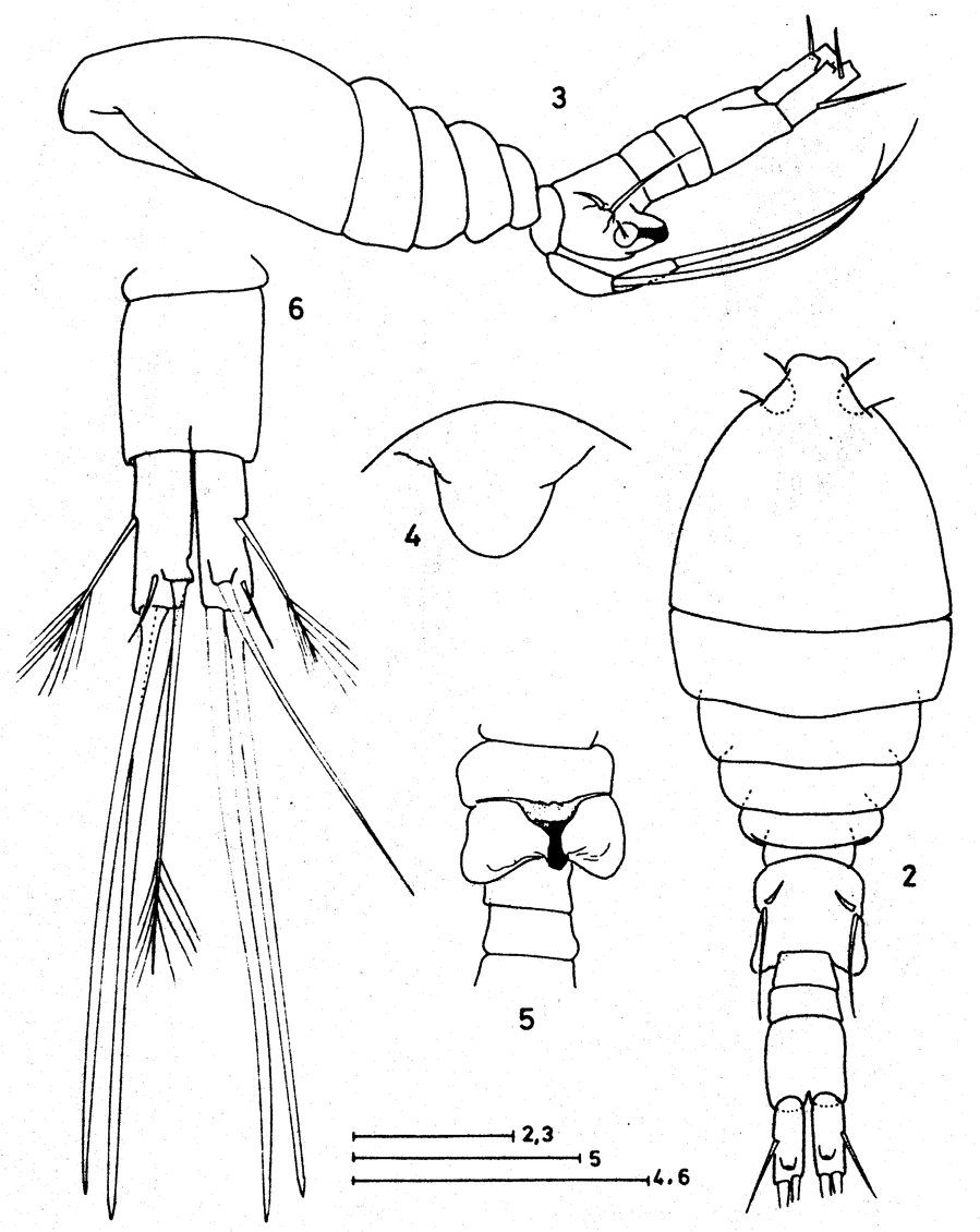 Espce Speleoithona bermudensis - Planche 1 de figures morphologiques