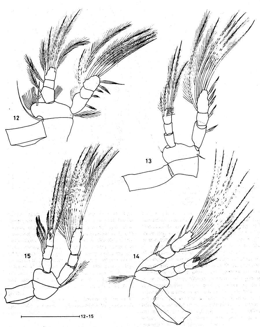 Species Speleoithona bermudensis - Plate 3 of morphological figures