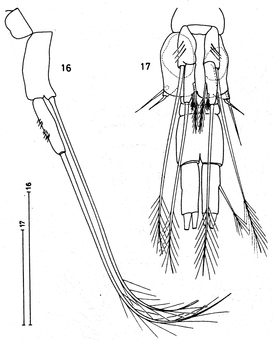Espce Speleoithona bermudensis - Planche 4 de figures morphologiques