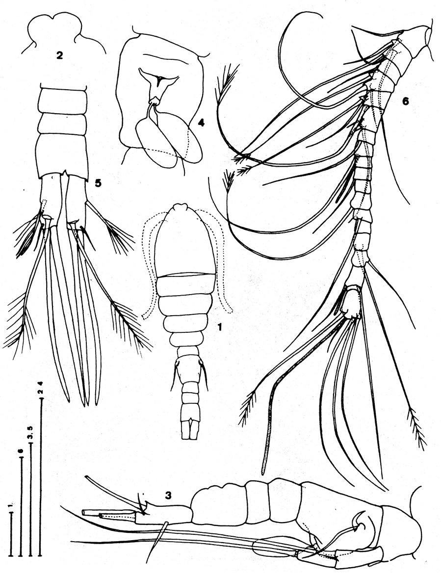 Species Speleoithona eleutherensis - Plate 1 of morphological figures