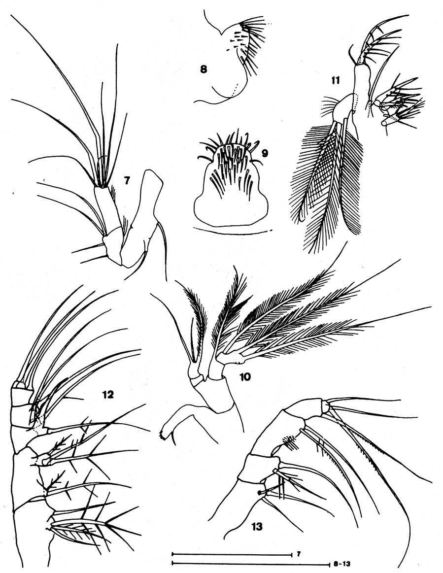 Espce Speleoithona eleutherensis - Planche 2 de figures morphologiques