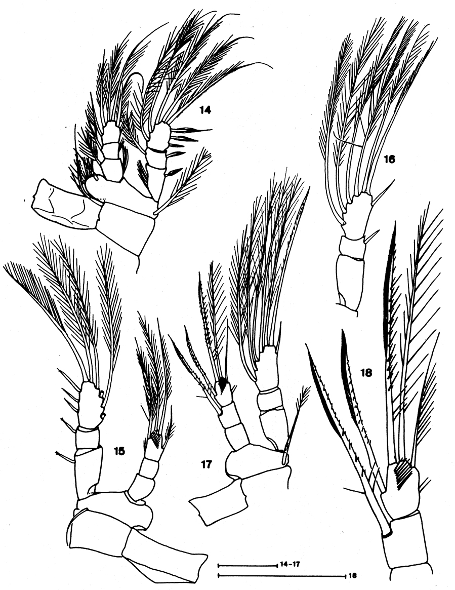 Species Speleoithona eleutherensis - Plate 3 of morphological figures