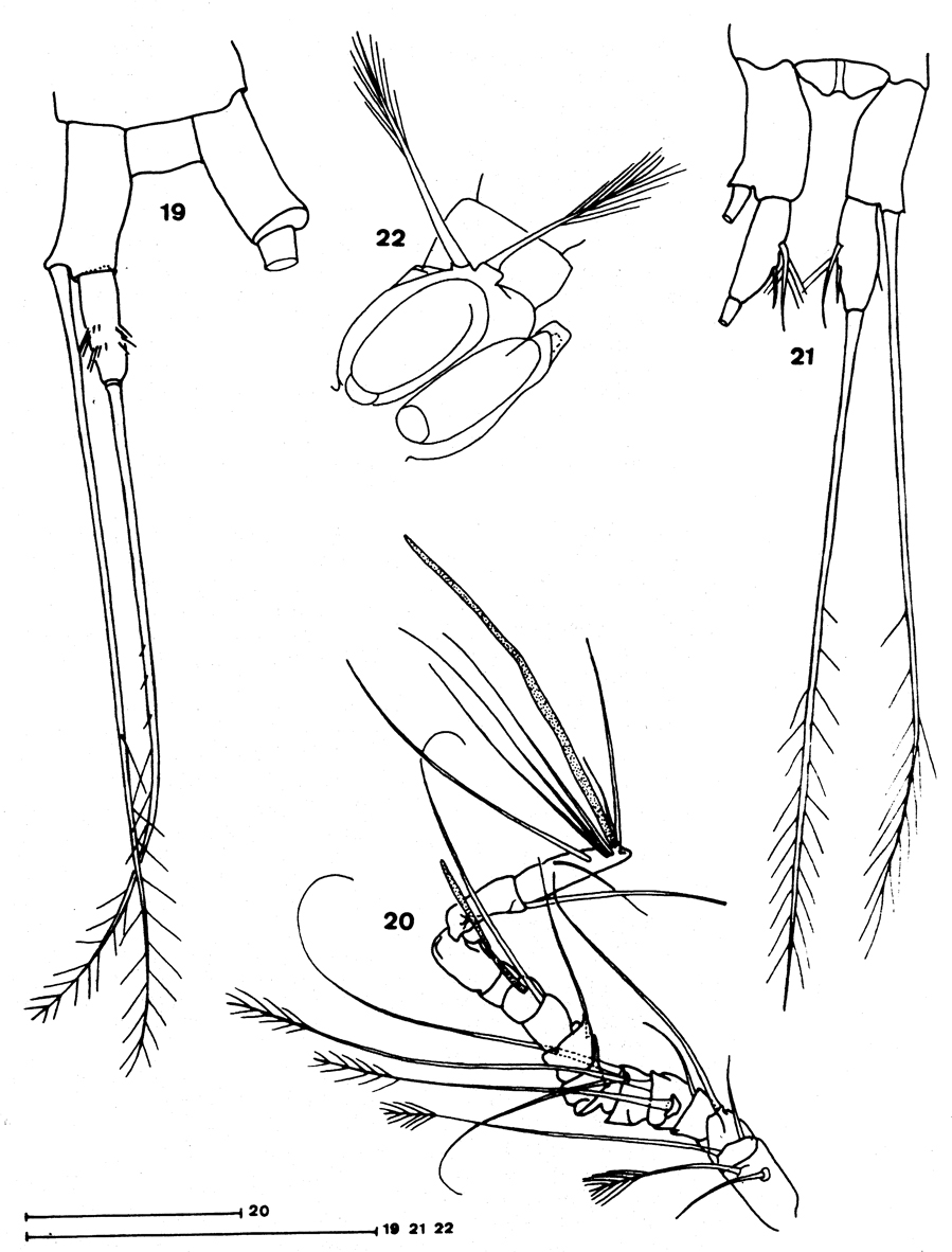Species Speleoithona eleutherensis - Plate 4 of morphological figures