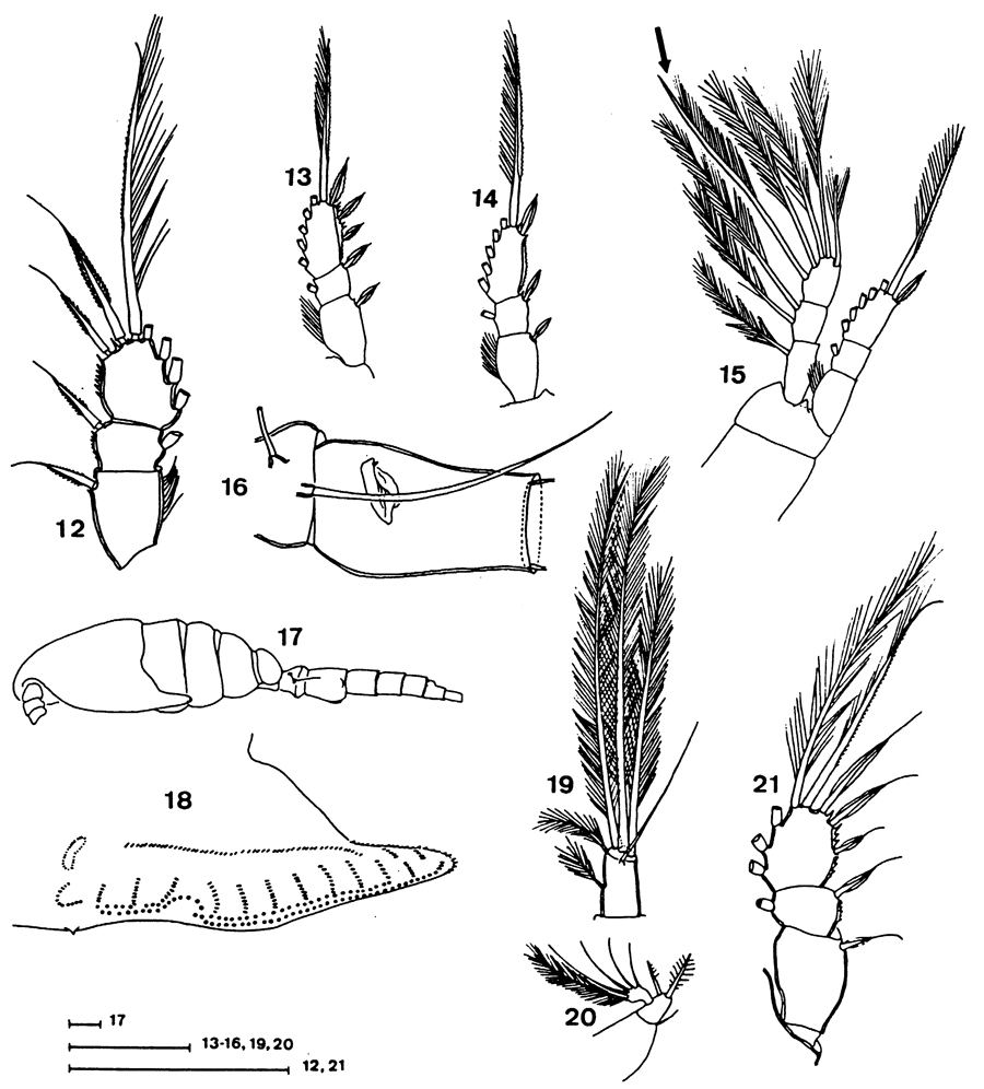 Espce Oithona amazonica - Planche 1 de figures morphologiques