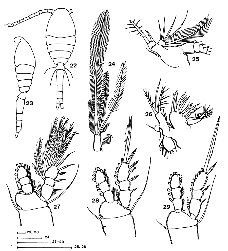 Species Oithona bowmani - Plate 2 of morphological figures