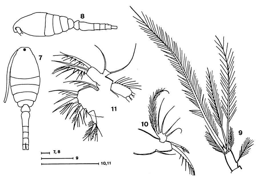 Espce Oithona amazonica - Planche 2 de figures morphologiques