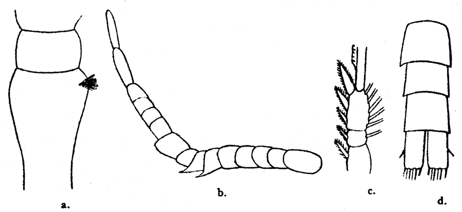 Espèce Oithona plumifera - Planche 8 de figures morphologiques