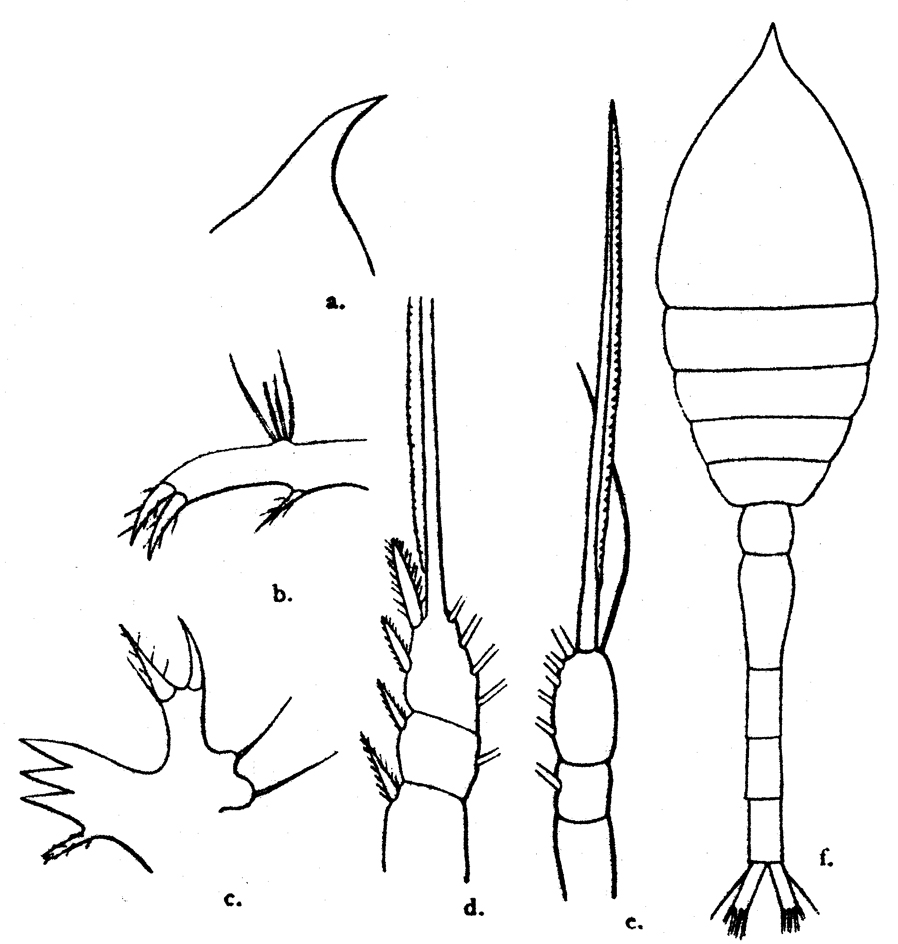 Species Oithona atlantica - Plate 9 of morphological figures