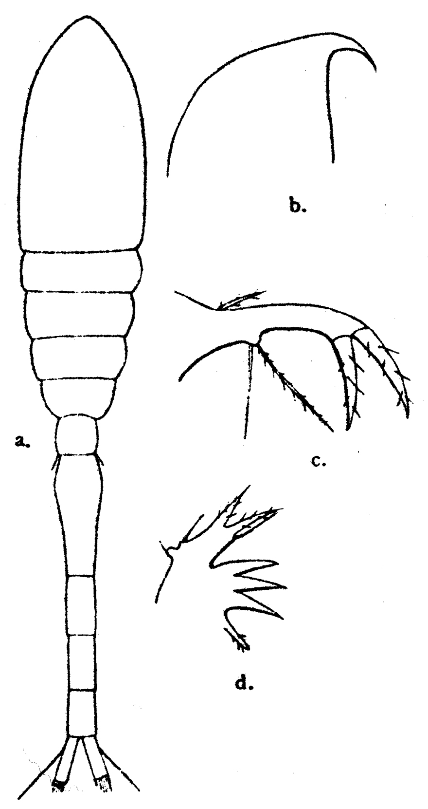 Espèce Oithona tenuis - Planche 5 de figures morphologiques