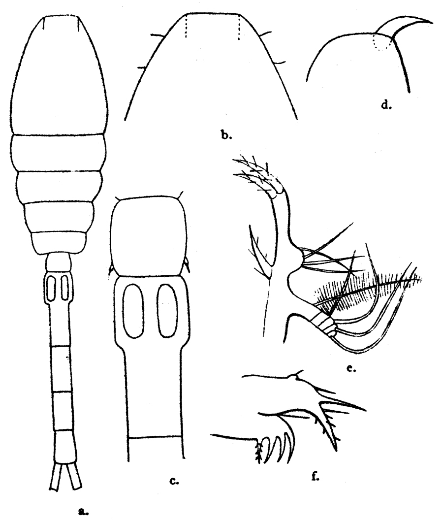 Species Oithona hamata - Plate 3 of morphological figures