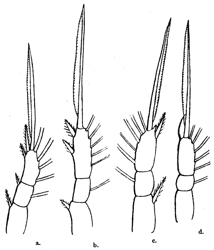 Species Oithona hamata - Plate 4 of morphological figures