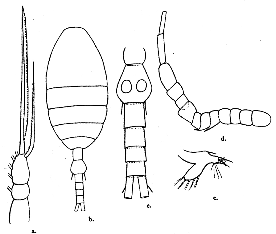 Species Oithona frigida - Plate 3 of morphological figures