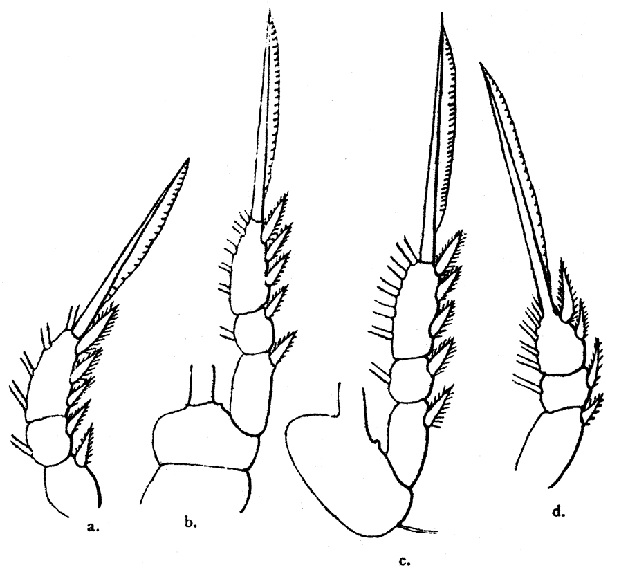 Espce Oithona frigida - Planche 4 de figures morphologiques