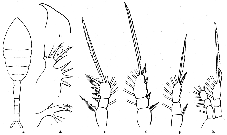 Species Oithona pseudofrigida - Plate 4 of morphological figures