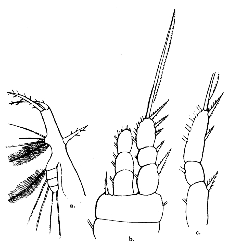 Espce Oithona setigera - Planche 8 de figures morphologiques