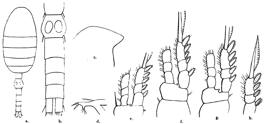 Espèce Oithona setigera - Planche 9 de figures morphologiques