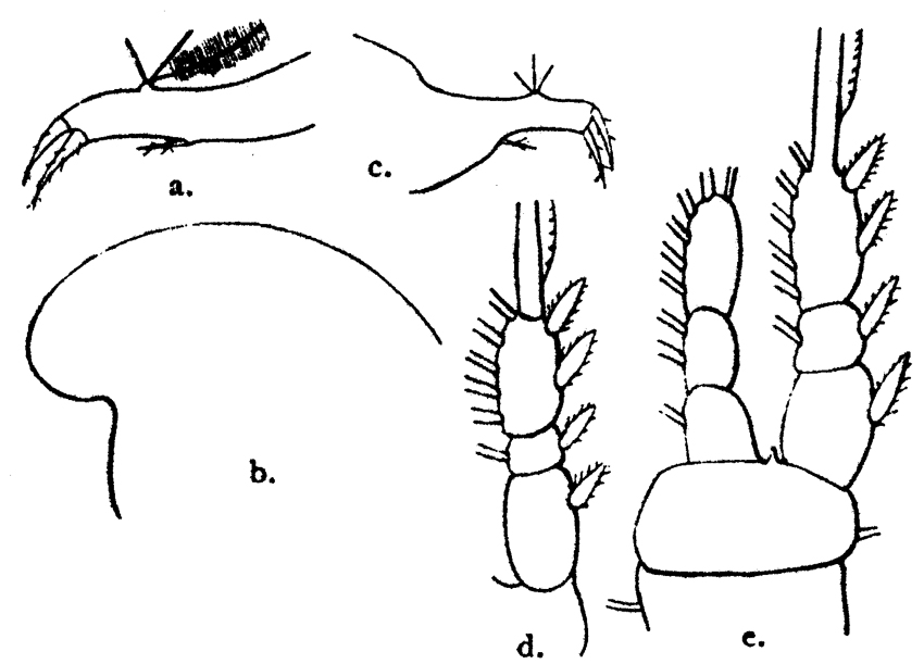 Espèce Oithona similis-Group - Planche 10 de figures morphologiques