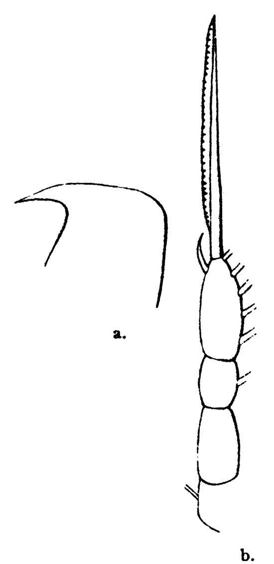 Species Oithona fallax - Plate 8 of morphological figures