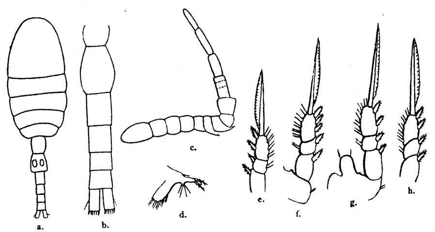 Species Oithona fallax - Plate 9 of morphological figures