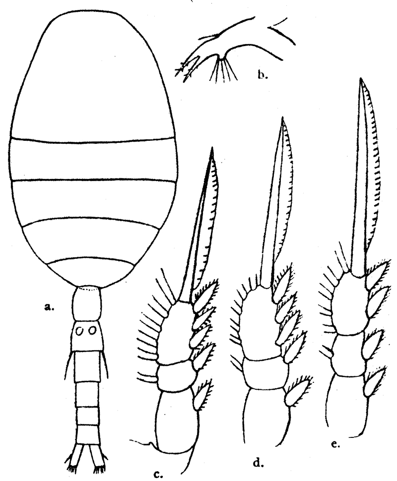 Species Oithona robusta - Plate 4 of morphological figures