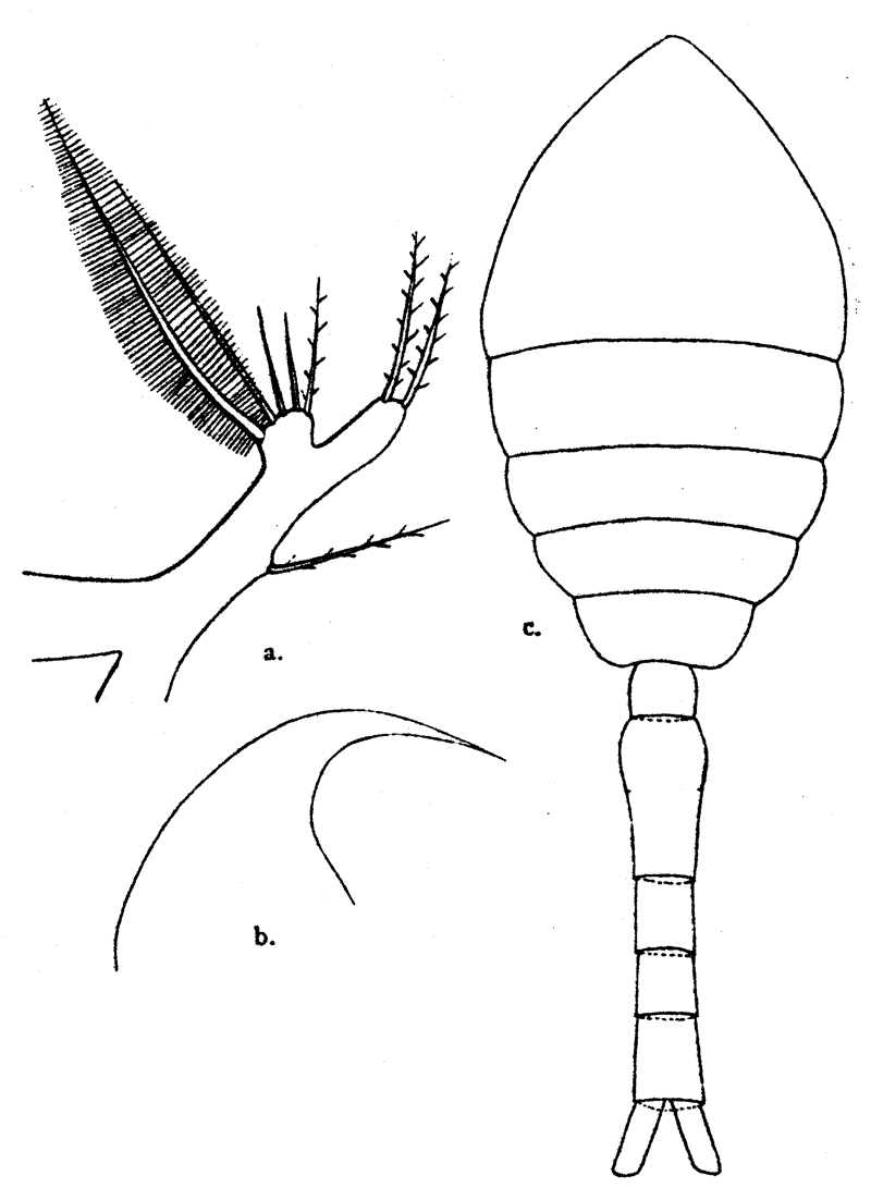 Espèce Oithona robusta - Planche 3 de figures morphologiques