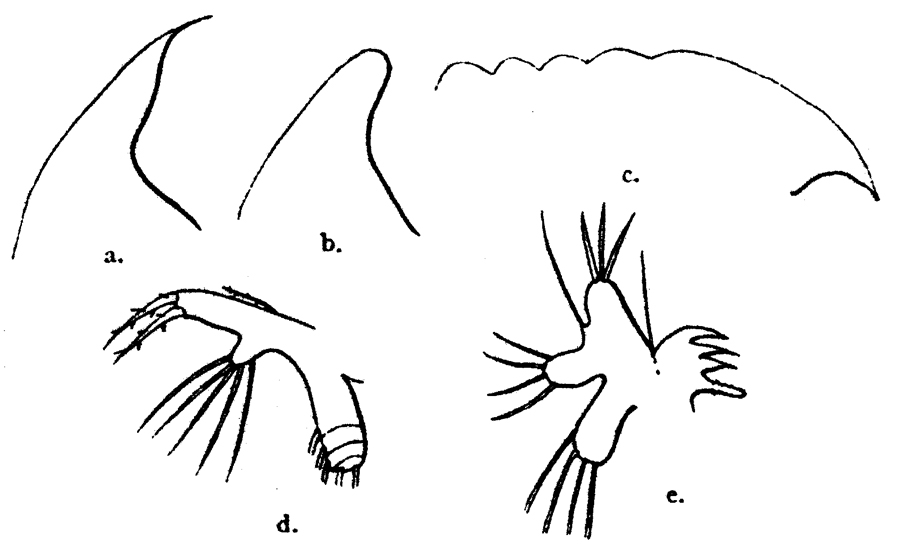 Espce Oithona vivida - Planche 6 de figures morphologiques
