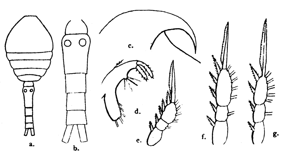 Espèce Oithona brevicornis - Planche 19 de figures morphologiques