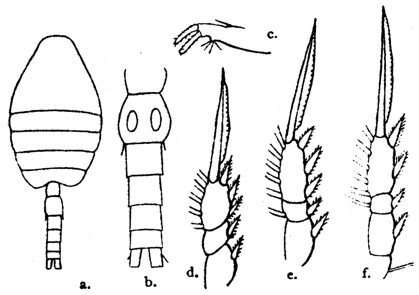 Espèce Oithona brevicornis - Planche 20 de figures morphologiques